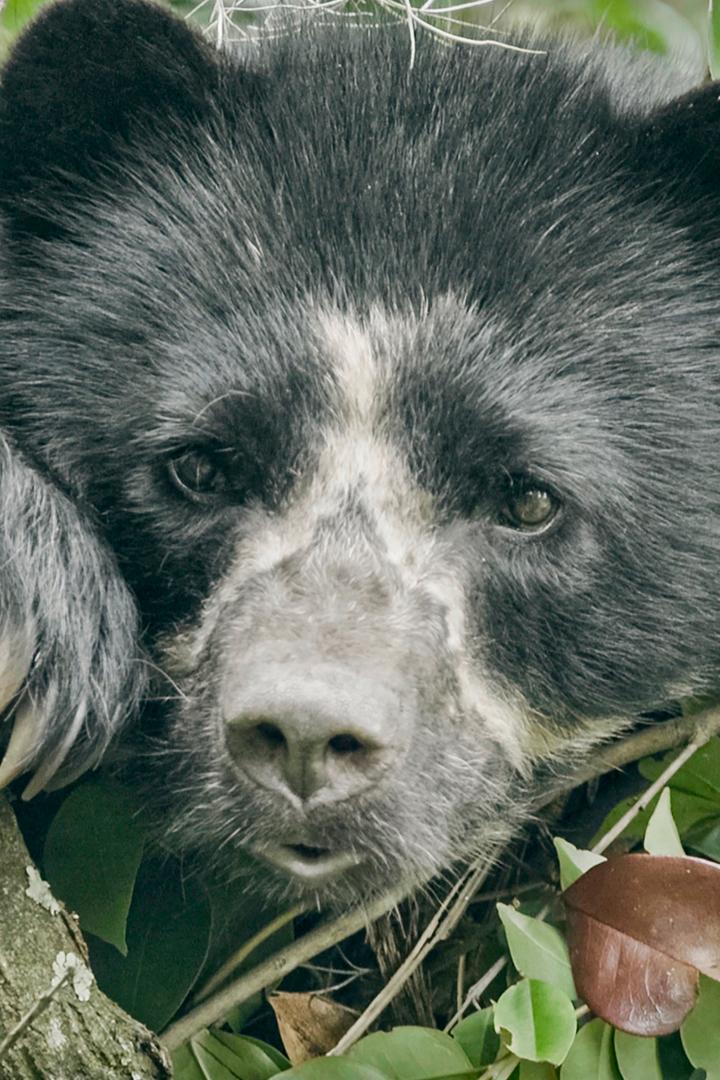 Загадочное стопоходящее животное (zagadochnoe-stopohodjaschee-zhivotnoe) Документальный фильм