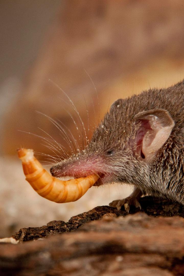 Мал, да удал (mal-da-udal) Документальный сериал