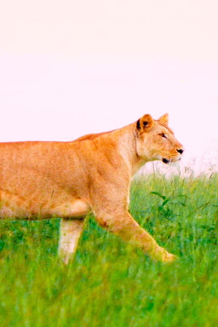 Масаи-Мара: мир дикой природы (masai-mara-mir-dikoj-prirody) Документальный сериал