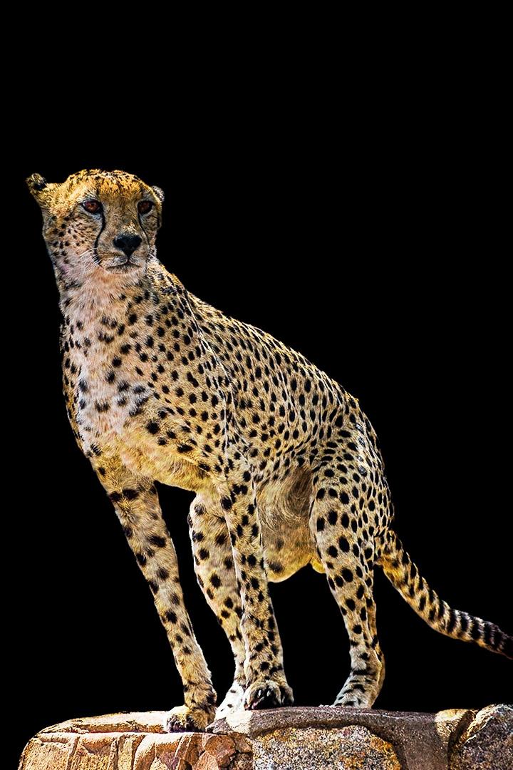 Зоомания (zoomanija) Документальный сериал