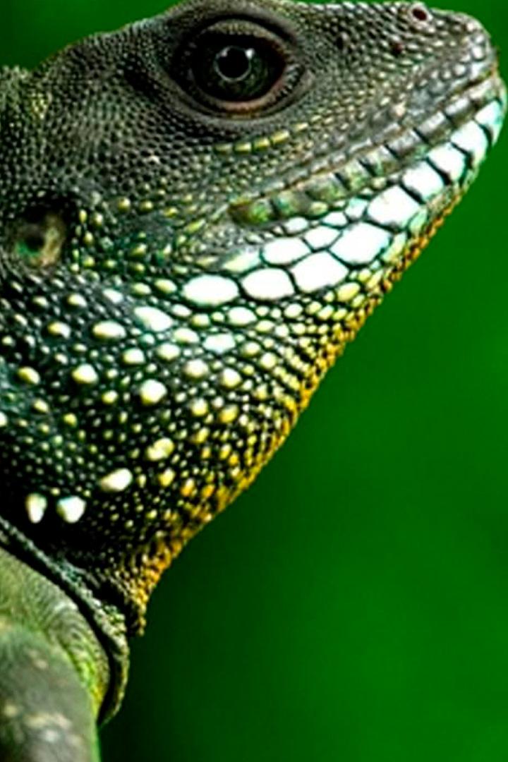 Дикая природа Таиланда (dikaja-priroda-tailanda) Документальный сериал