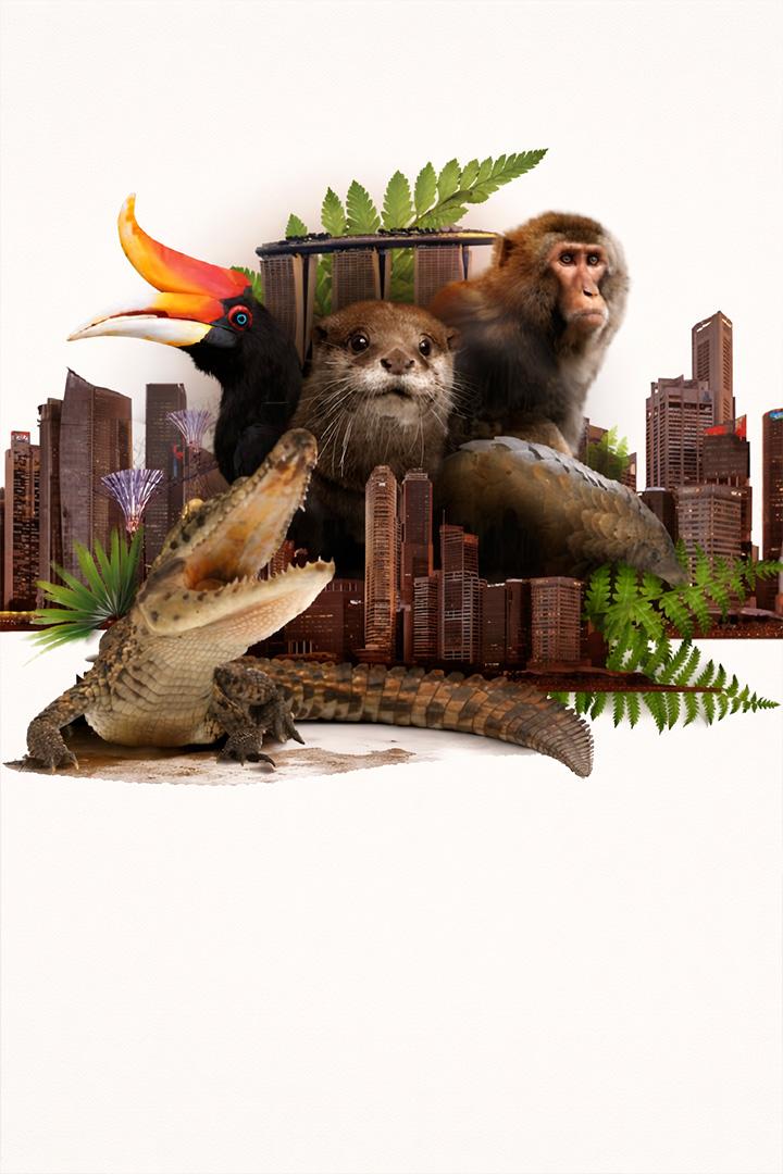 Дикая природа Сингапура (dikaja-priroda-singapura) Документальный сериал