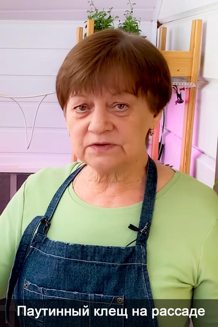 Паутинный клещ на рассаде (pautinnyj-klesch-na-rassade) Досуг, хобби