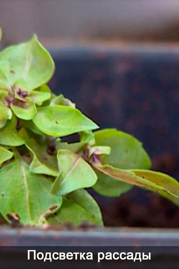 Подсветка рассады (podsvetka-rassady) Досуг, хобби