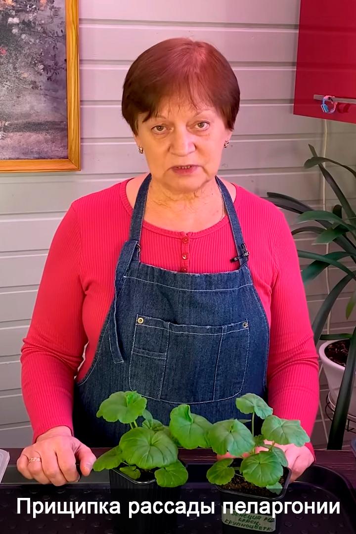 Прищипка рассады пеларгонии (prischipka-rassady-pelargonii) Досуг, хобби