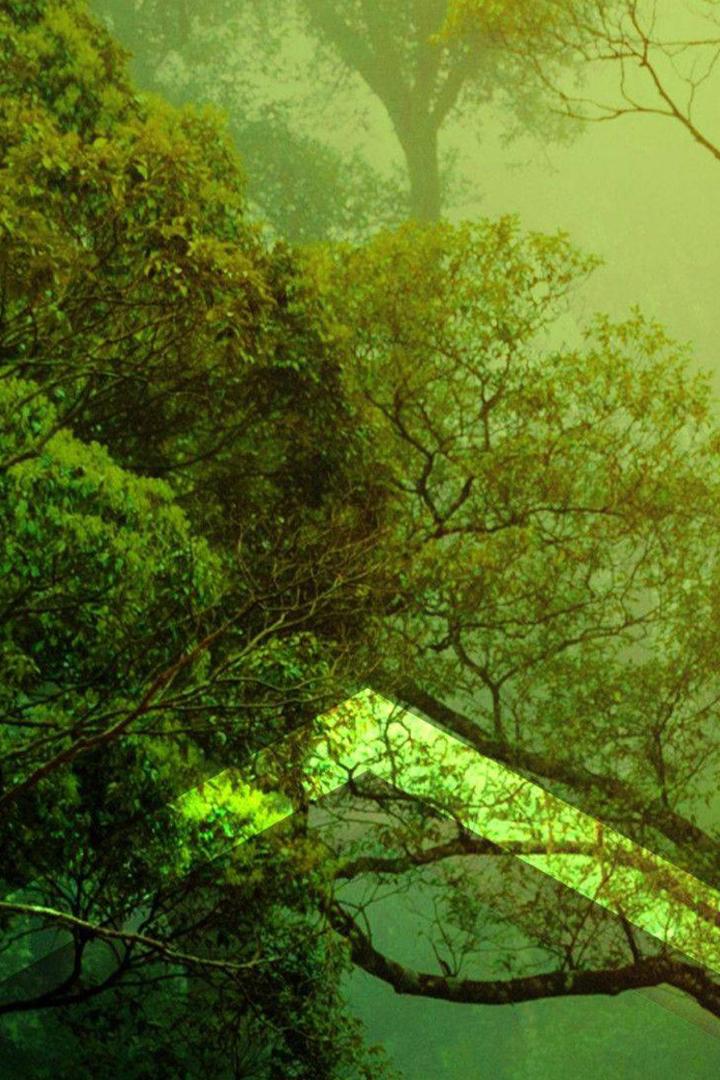 Жизнь тропического леса (zhizn-tropicheskogo-lesa) Документальный фильм