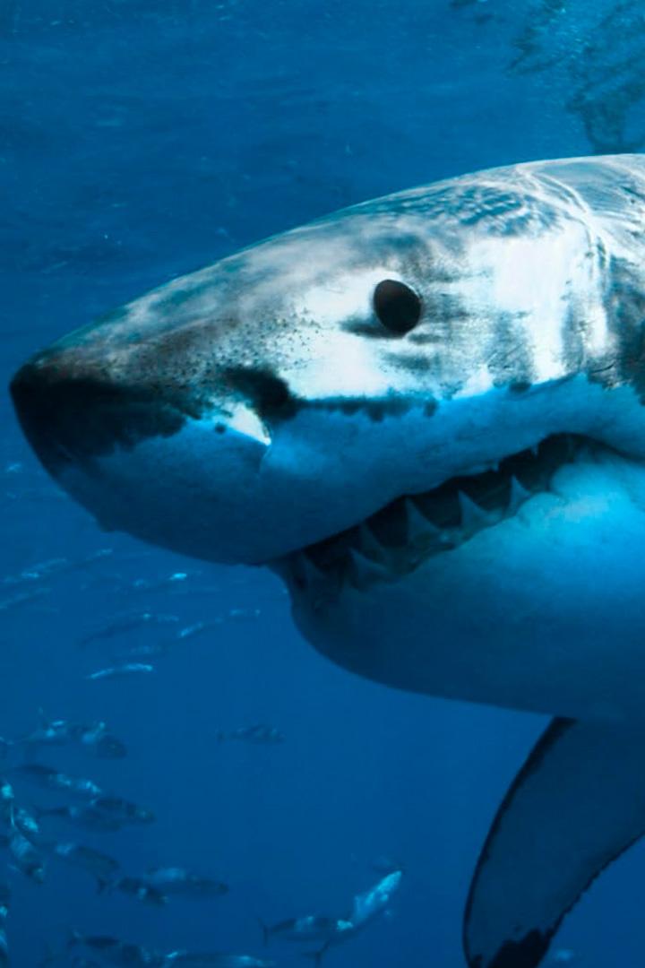 История белой акулы (istorija-beloj-akuly) Документальный фильм