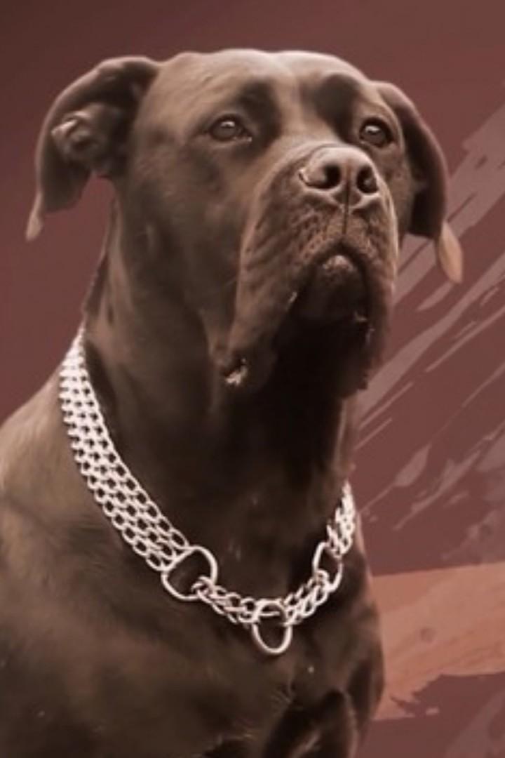 Белый клык (belyj-klyk) Познавательное