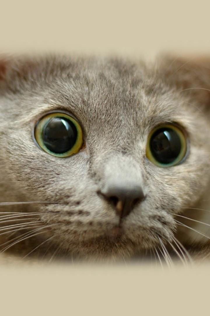 Хозяин в шоке (hozjain-v-shoke) Познавательное