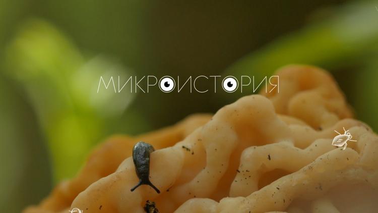 Постер Микроистория