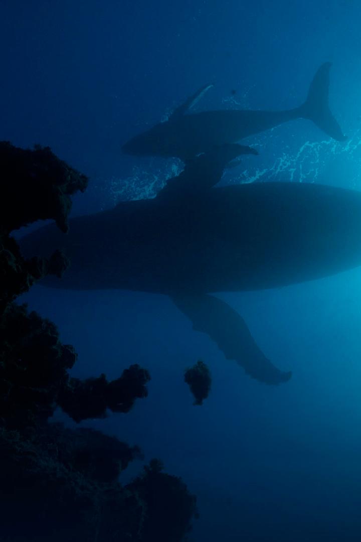 Атлантический океан (atlanticheskij-okean) Документальный фильм