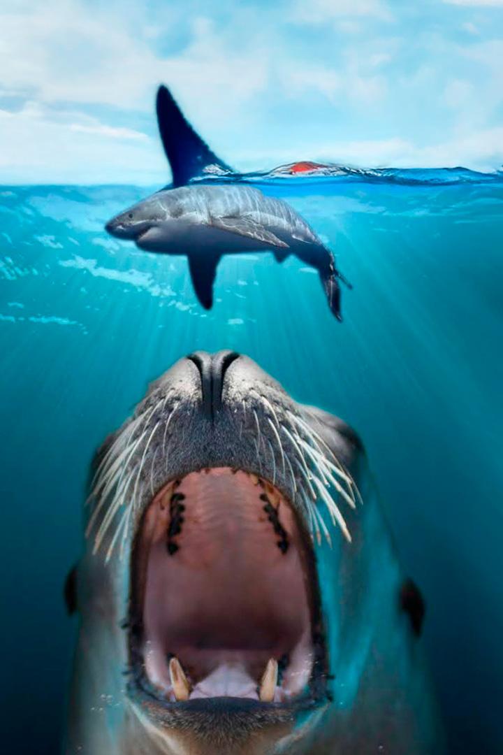 Акула против крокодила (akula-protiv-krokodila) Документальный фильм