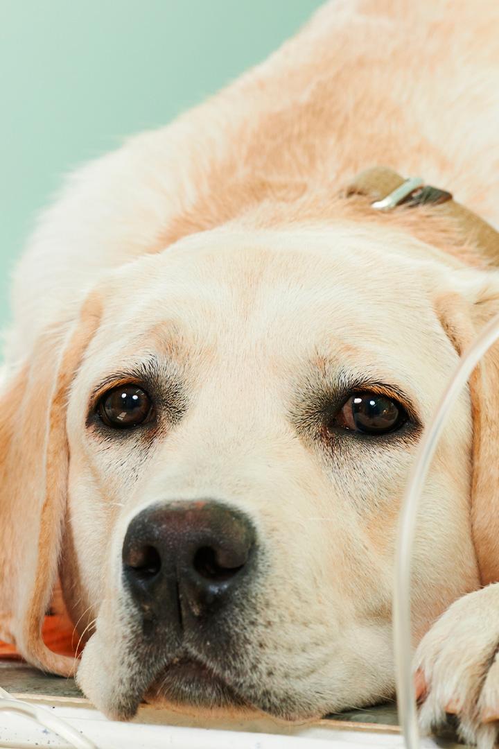 Скорая помощь для животных (skoraja-pomosch-dlja-zhivotnyh) Документальный сериал