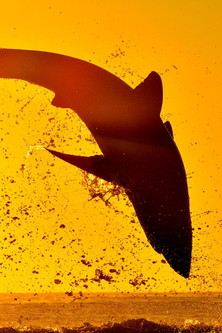 Воздушные челюсти. Ночной охотник (vozdushnye-cheljusti-nochnoj-ohotnik) Документальный фильм