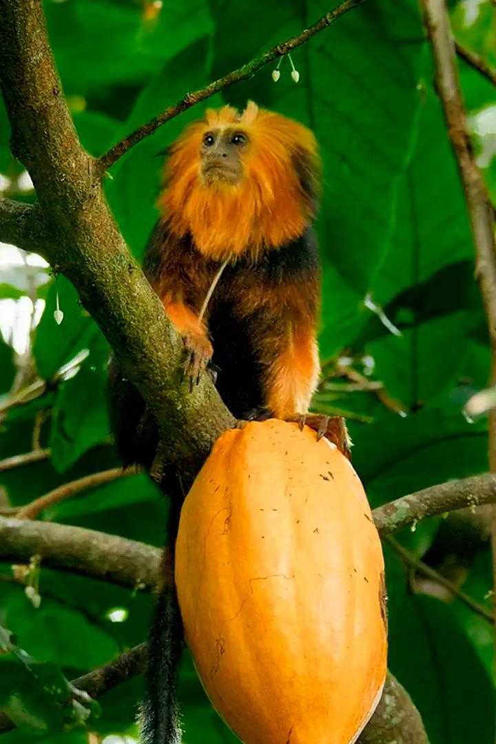 Petits animaux, grandes aventures (petits-animaux-grandes-aventures) Документальный сериал