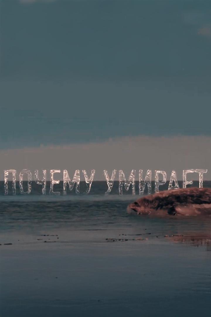 Почему умирает каспийский тюлень? (pochemu-umiraet-kaspijskij-tjulen) Документальный фильм