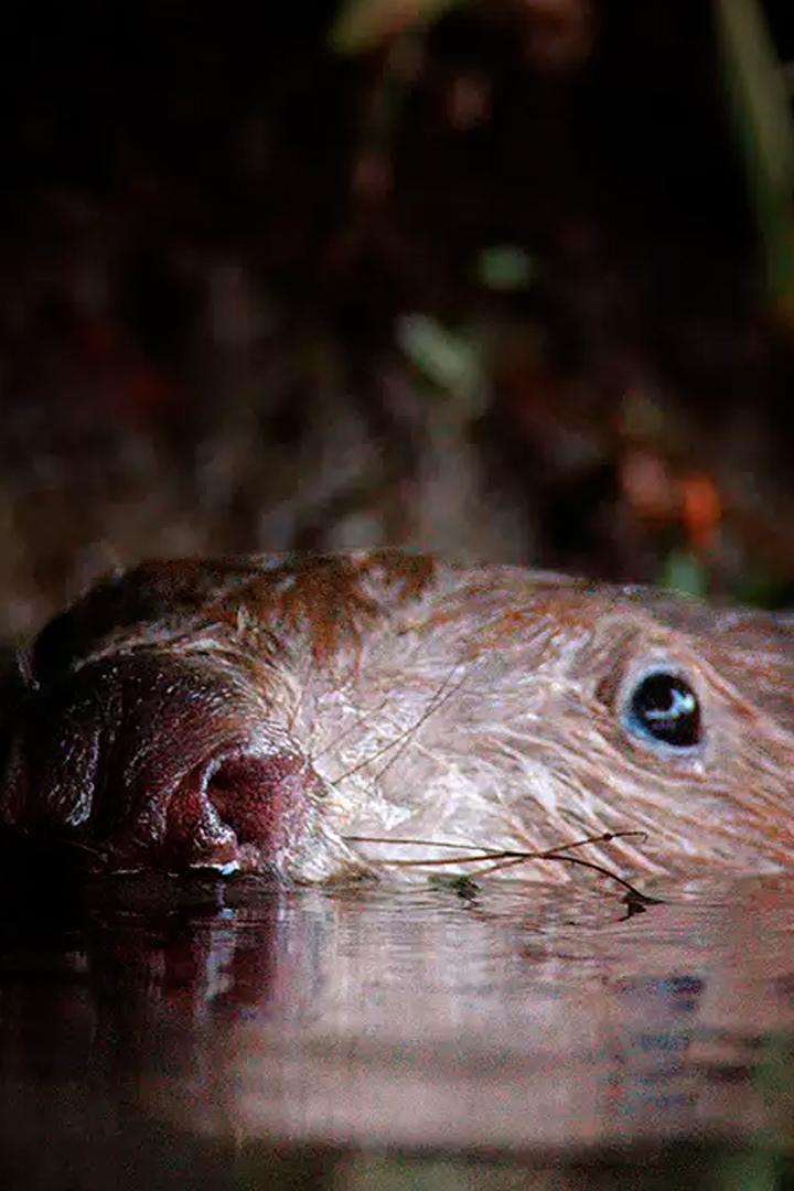 Бобёр - супергерой дикой природы (bober-supergeroj-dikoj-prirody) Документальный фильм