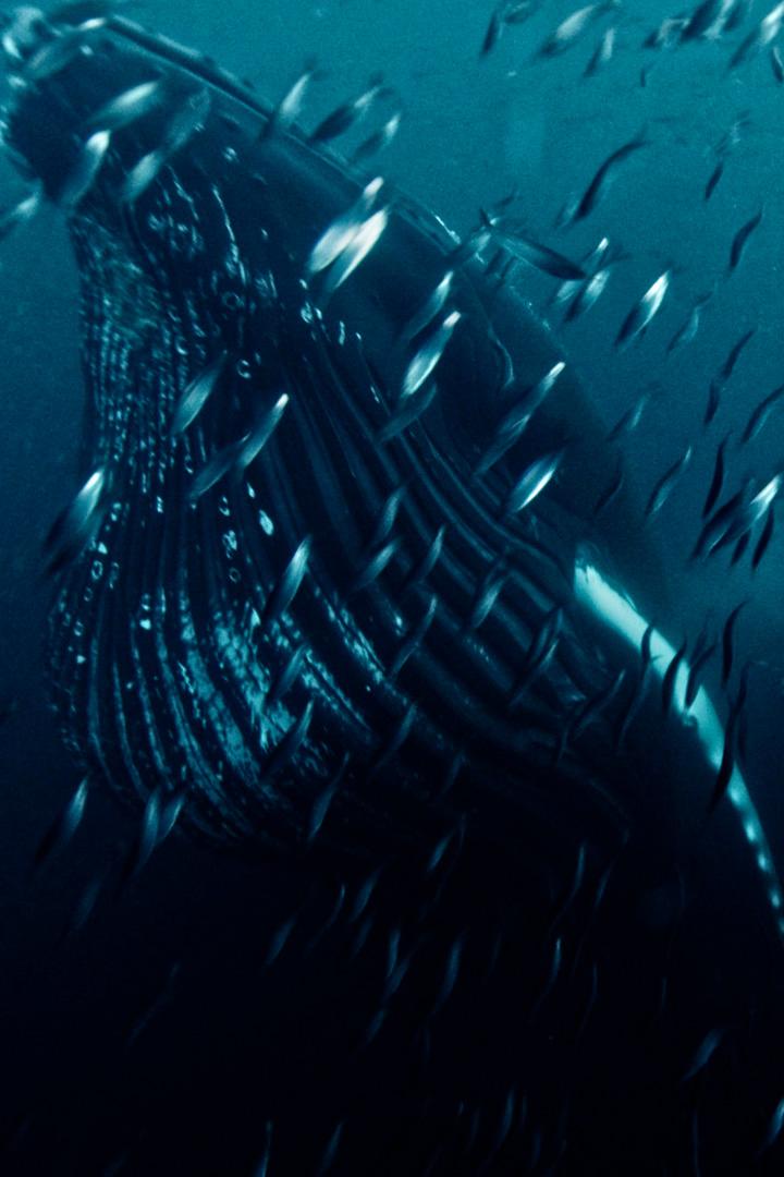 Стремление к природе (stremlenie-k-prirode) Документальный фильм