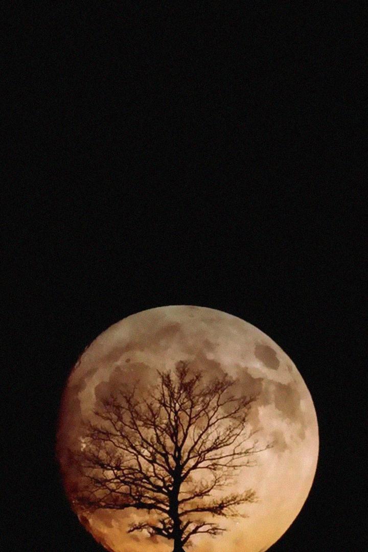 Повесть непогашенной луны (povest-nepogashennoj-luny) Фильм 1990