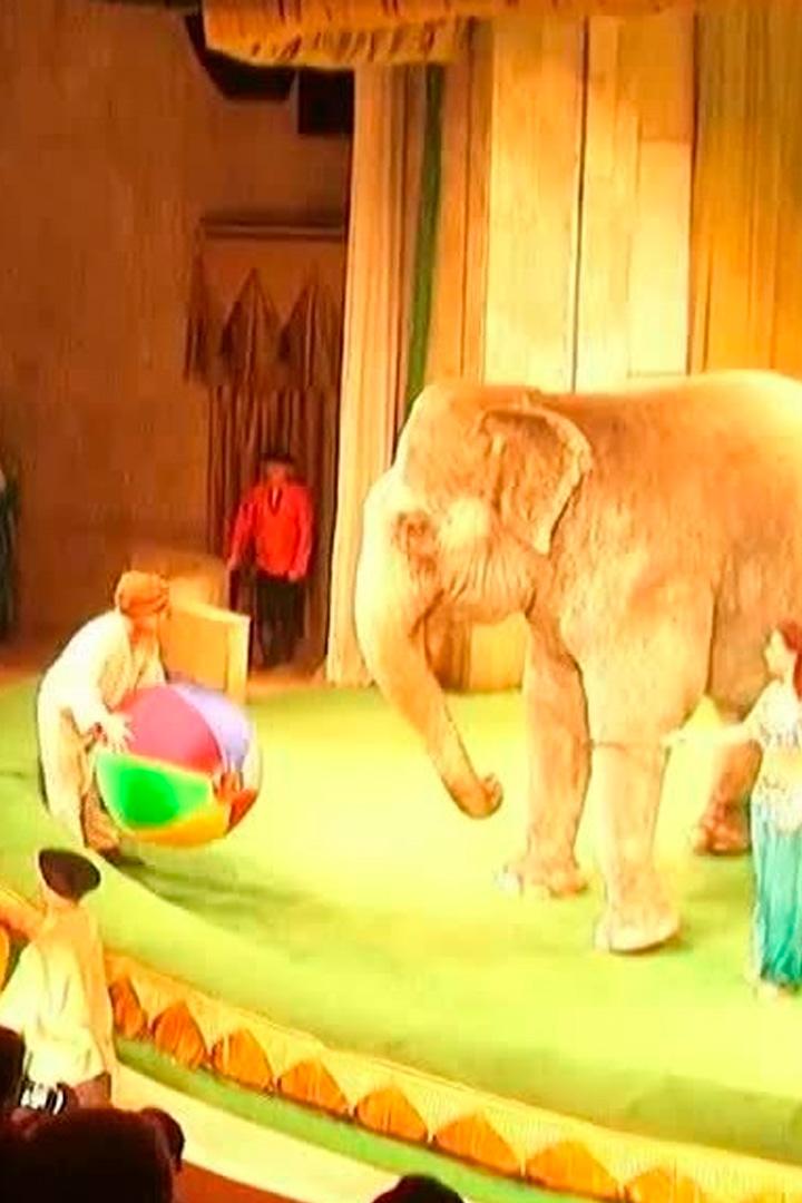 Театр зверей (teatr-zverej) Документальный фильм