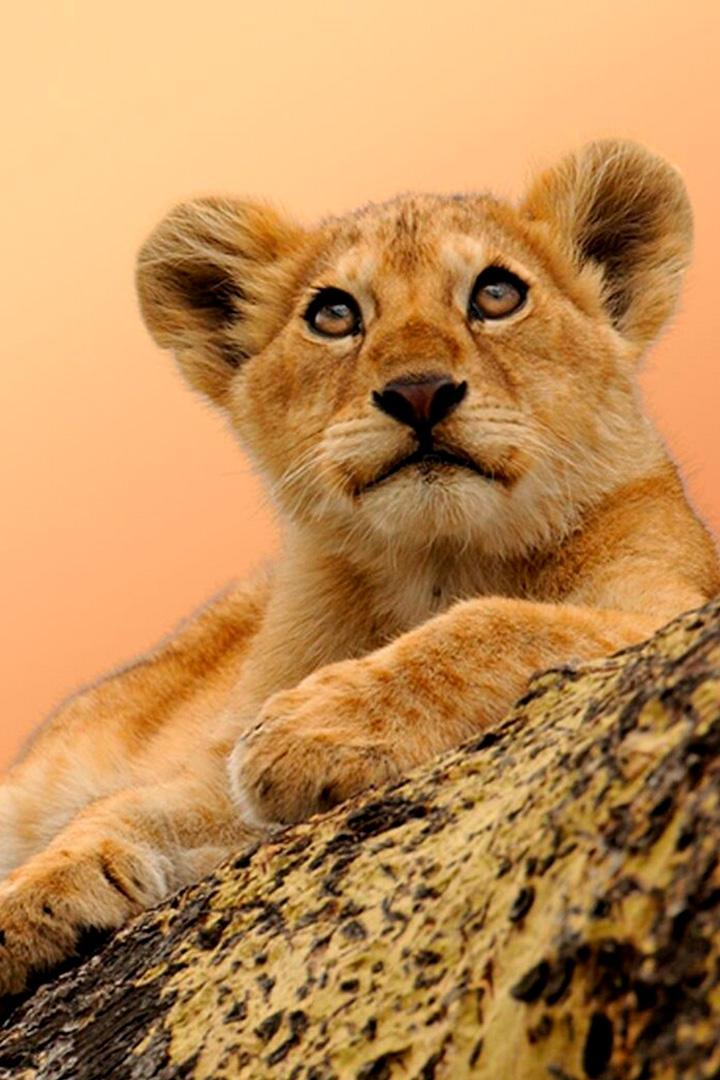 Рождённые в Африке (rozhdennye-v-afrike) Документальный сериал