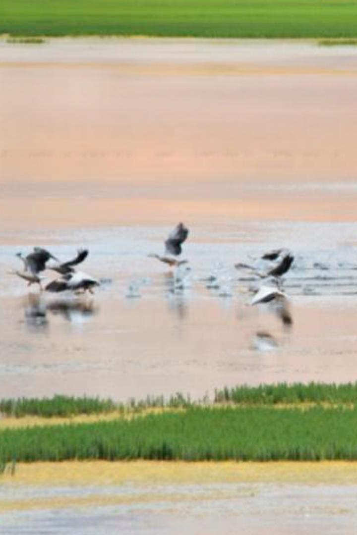 Дикая природа Китая (dikaja-priroda-kitaja) Документальный сериал