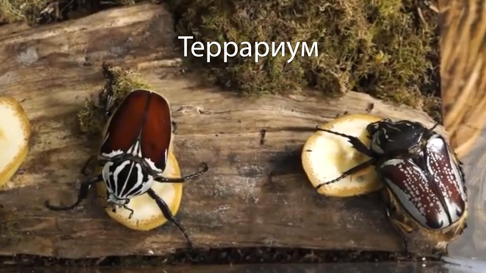 Террариум (terrarium) Познавательное