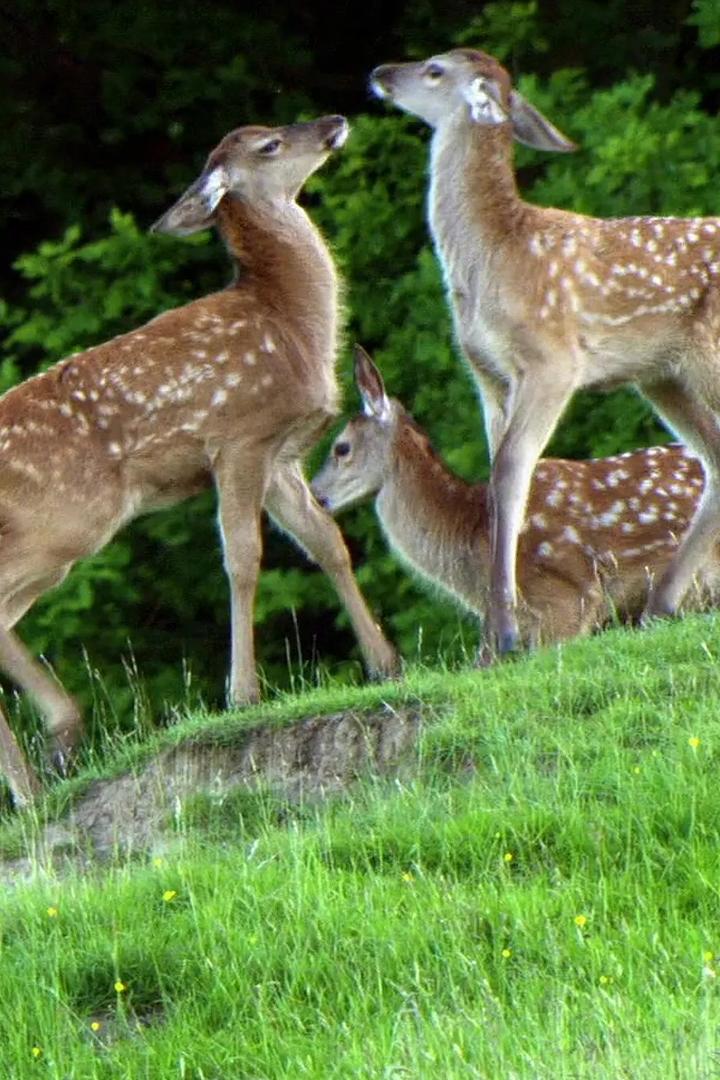 Лесные сезоны (lesnye-sezony) Документальный фильм
