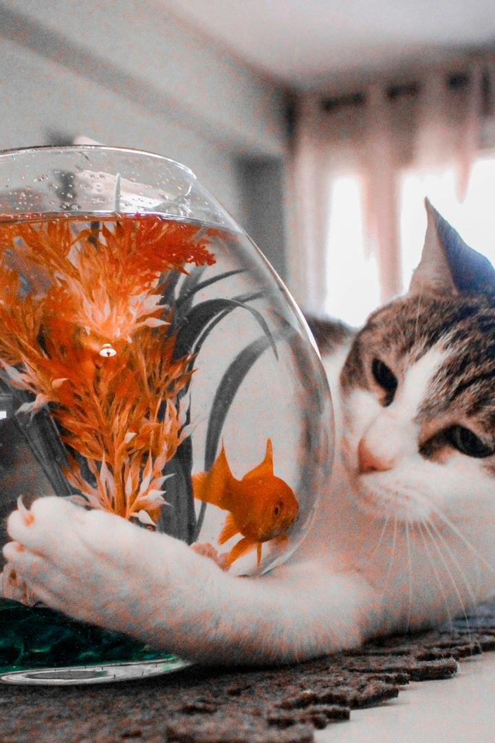 Тайная жизнь питомцев (tajnaja-zhizn-pitomtsev) Документальный сериал