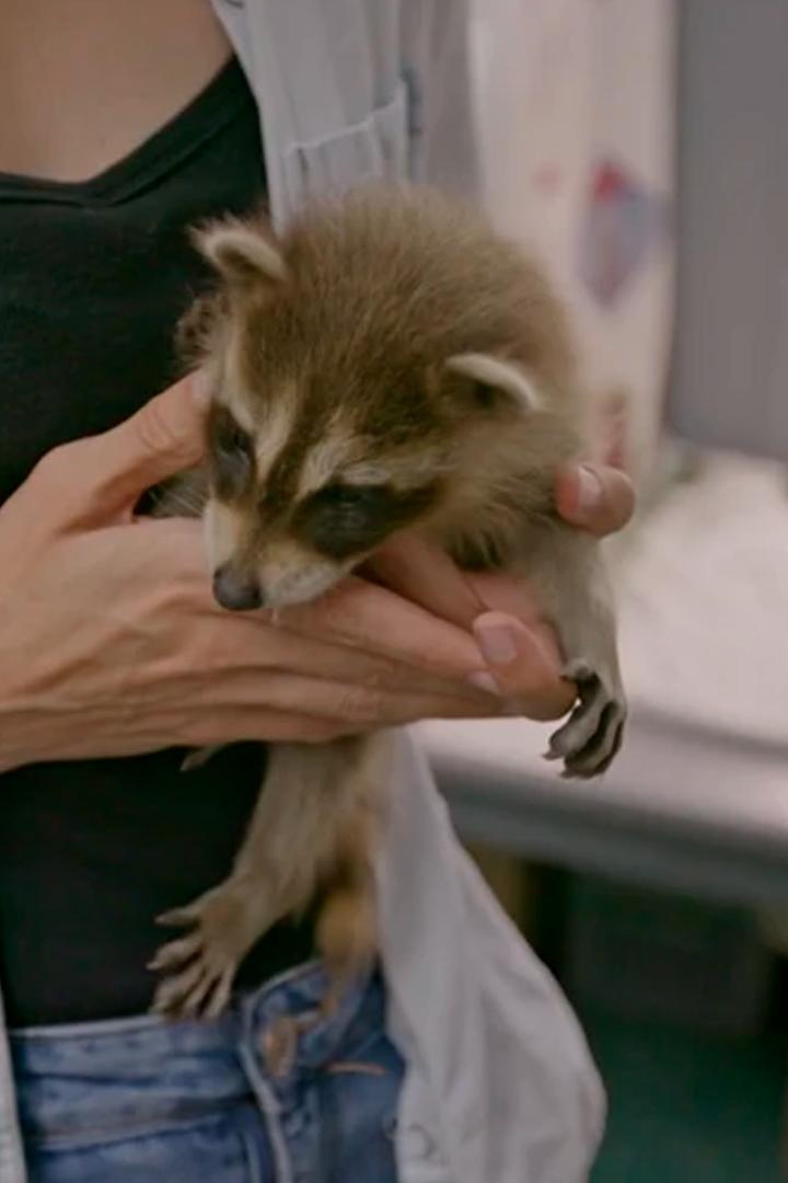 Дом дикой природы Пажо (dom-dikoj-prirody-pazho) Документальный фильм