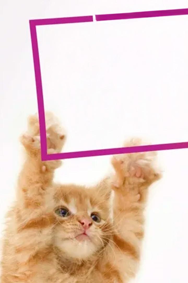 Howie Mandel's Animals Doing Things (howie-mandels-animals-doing-things) Документальный сериал