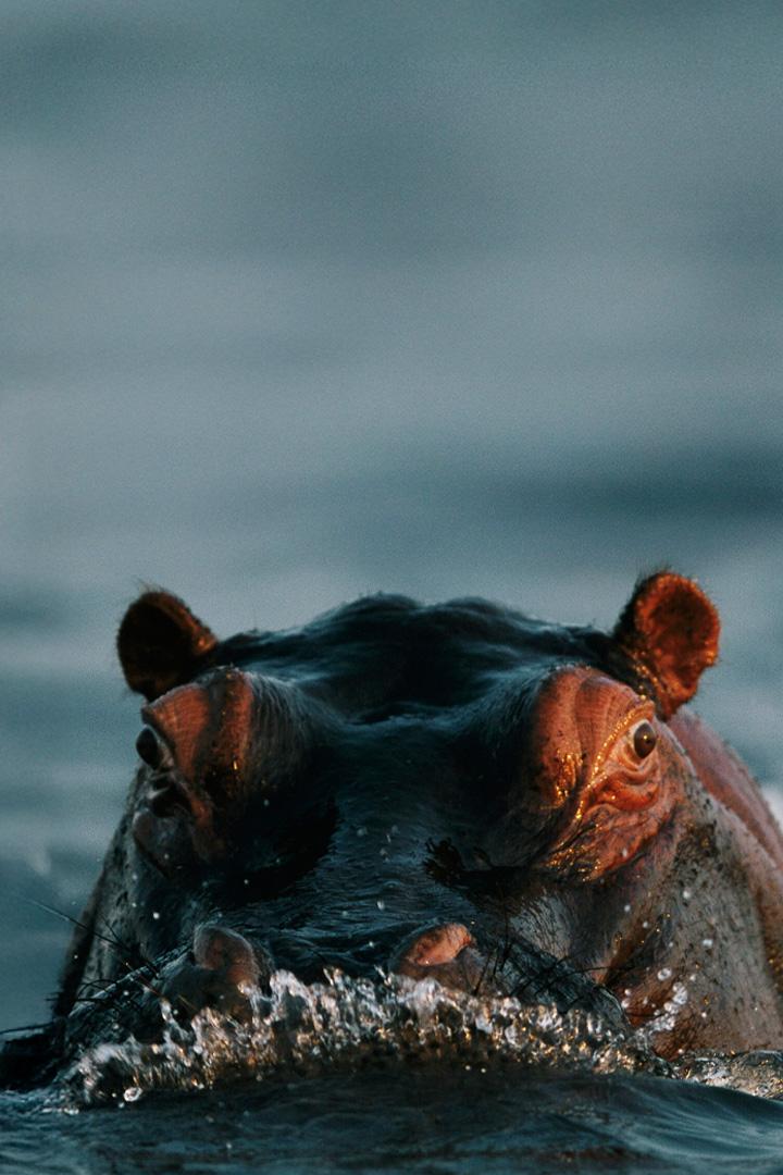 10 самых смертоносных животных (10-samyh-smertonosnyh-zhivotnyh) Документальный сериал