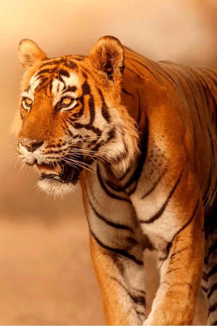 Дикие кошки Индии (dikie-koshki-indii) Документальный сериал