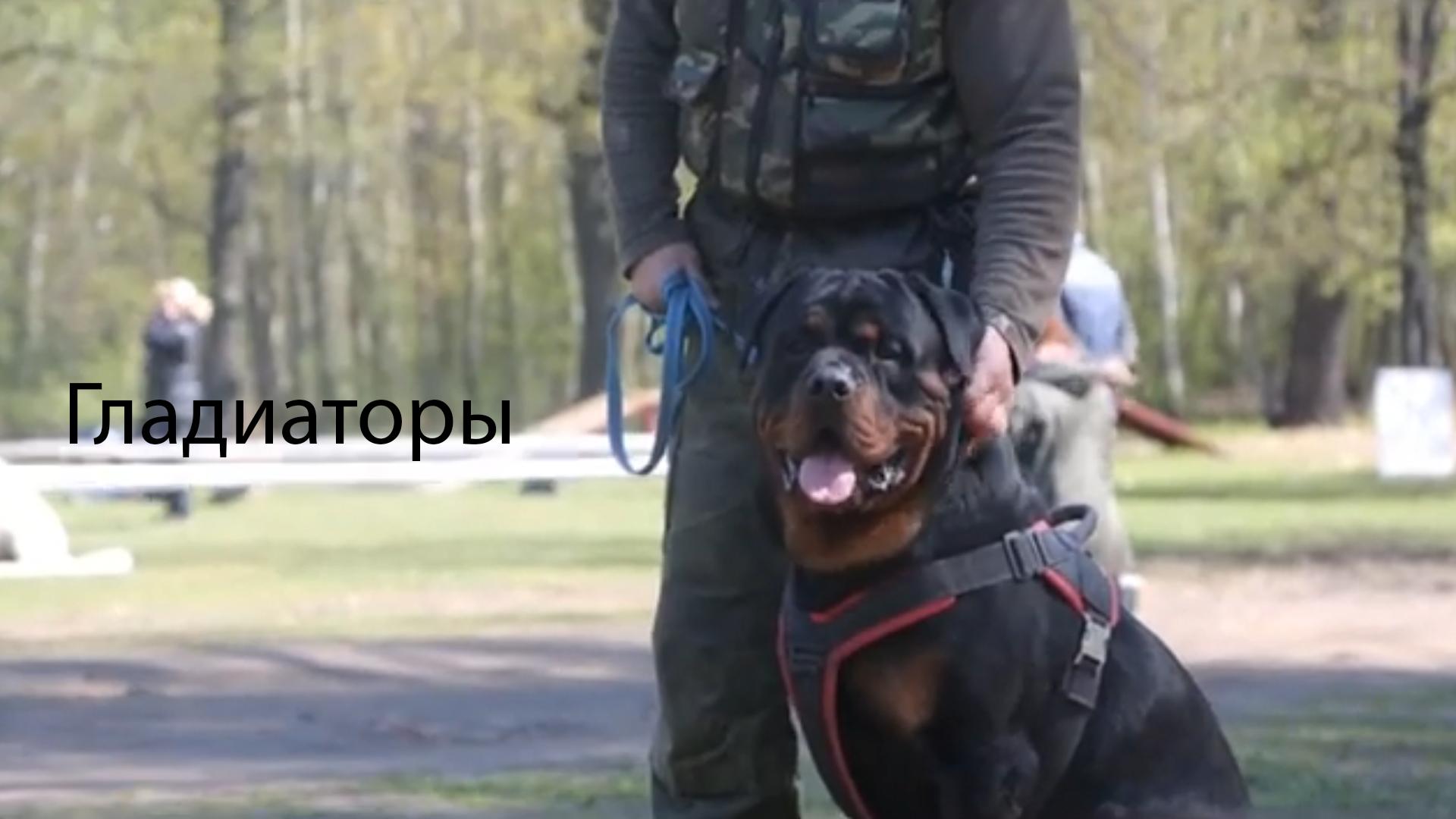 Гладиаторы (gladiatory) Познавательное