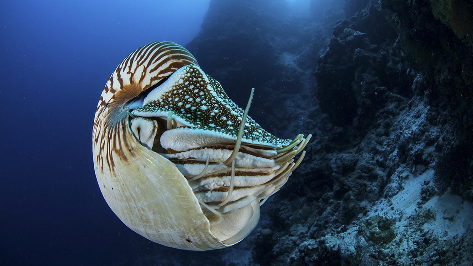 Неисследованные глубины (neissledovannye-glubiny) Документальный сериал