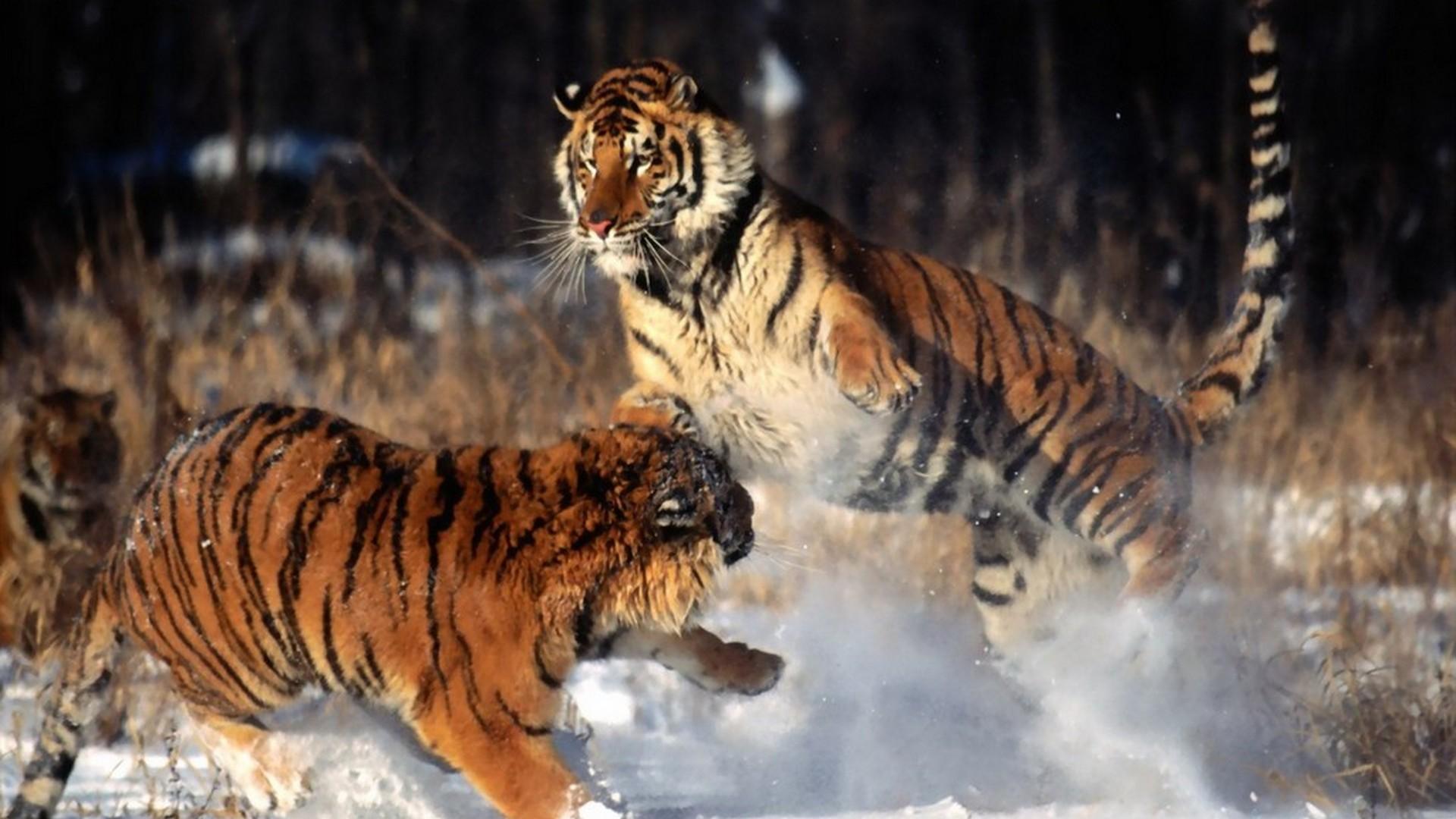 Тигриные войны (tigrinye-vojny) Документальный фильм