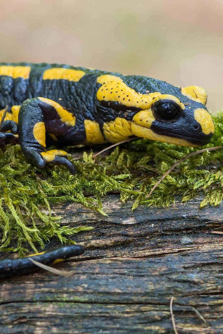 Саламандра. Битва за выживание (salamandra-bitva-za-vyzhivanie) Документальный фильм