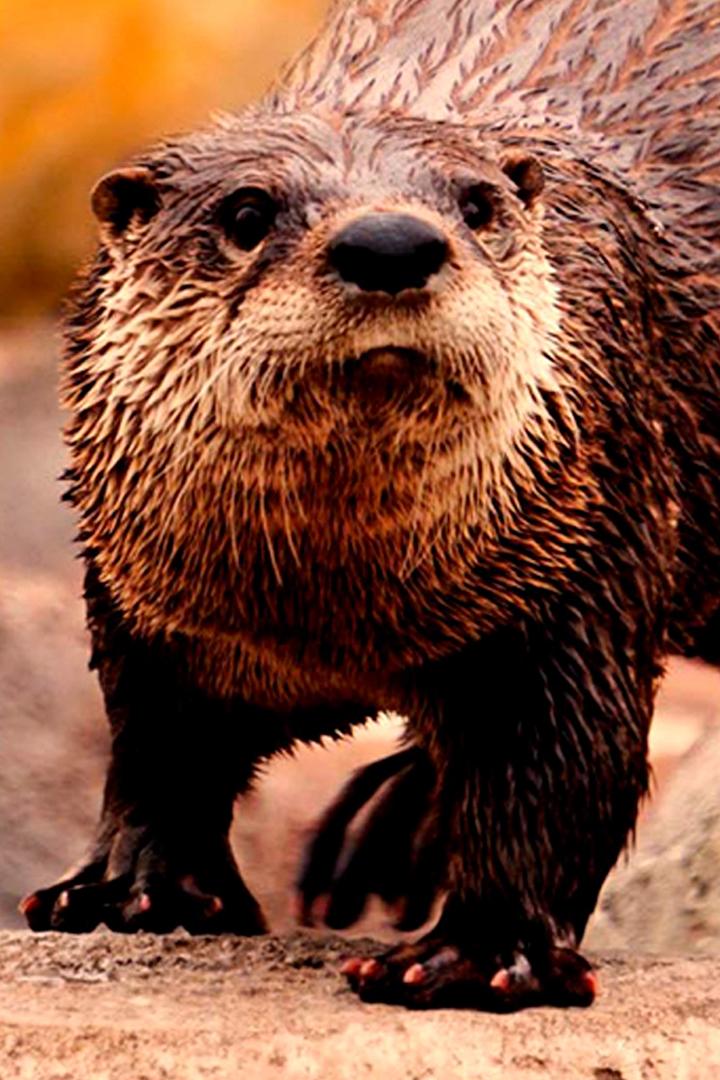 Будни выдры (budni-vydry) Документальный фильм