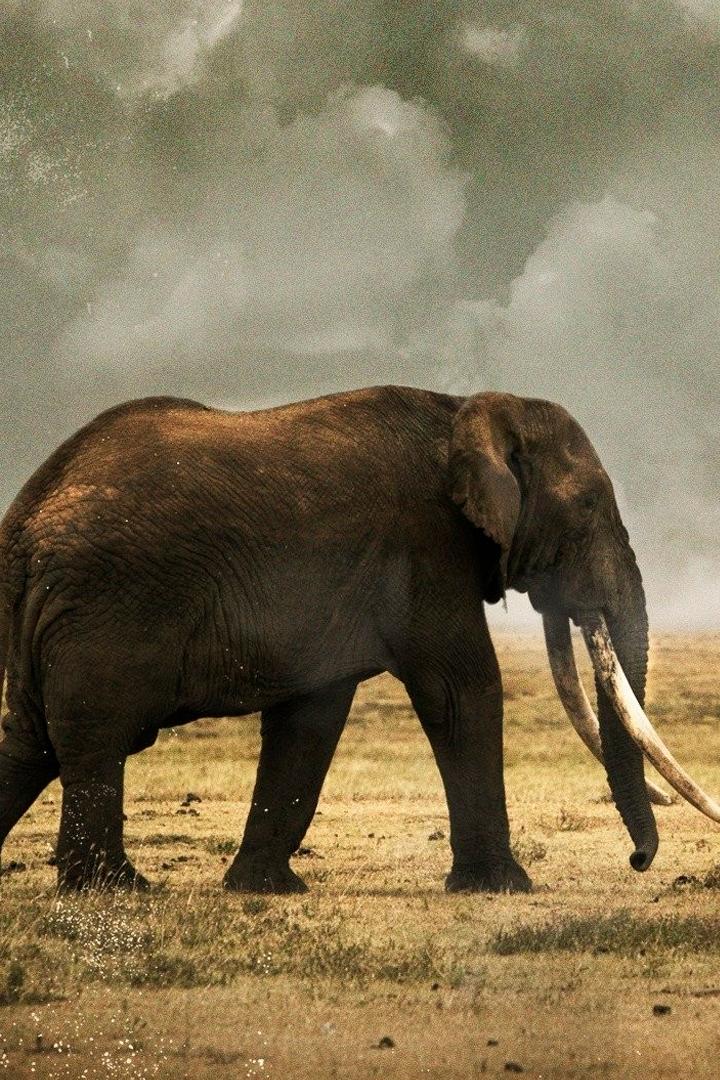 Спасая слонов (spasaja-slonov) Документальный сериал