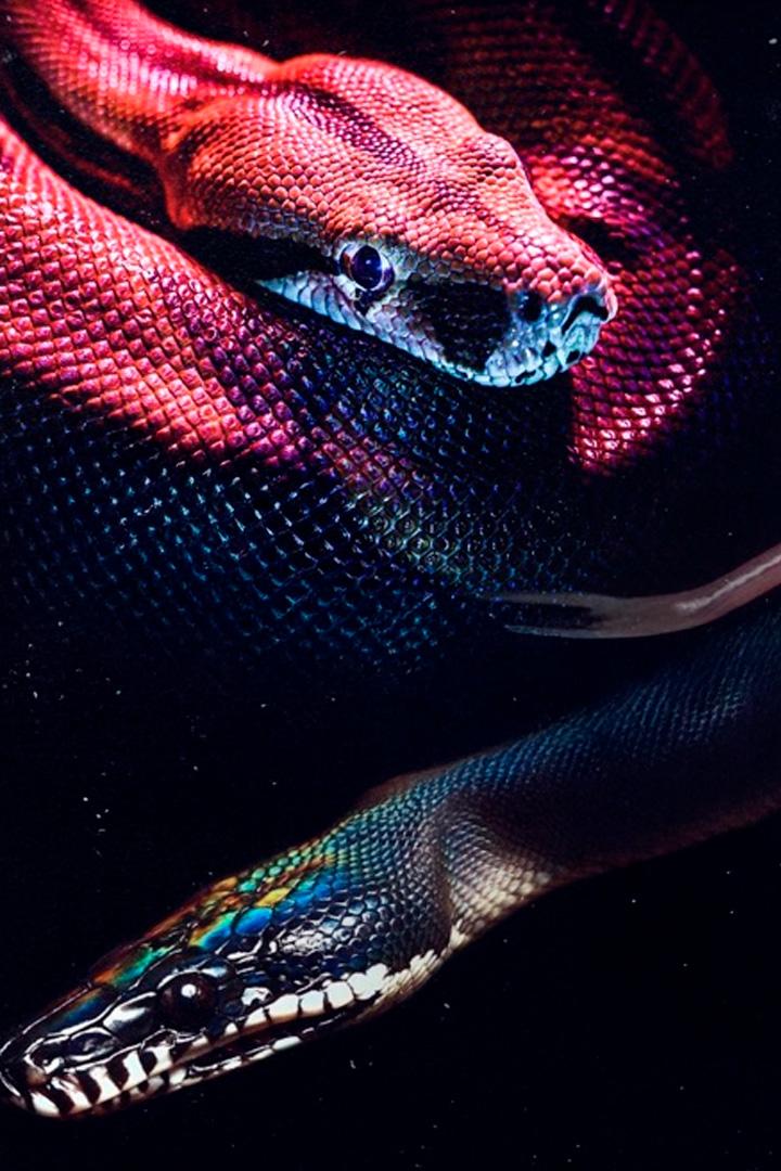 Самые опасные змеи (samye-opasnye-zmei) Документальный сериал