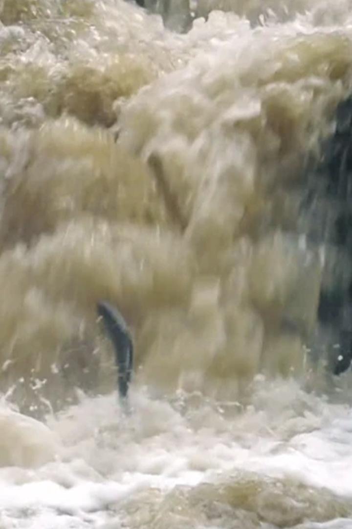 Атлантический лосось. Путь домой (atlanticheskij-losos-put-domoj) Документальный фильм