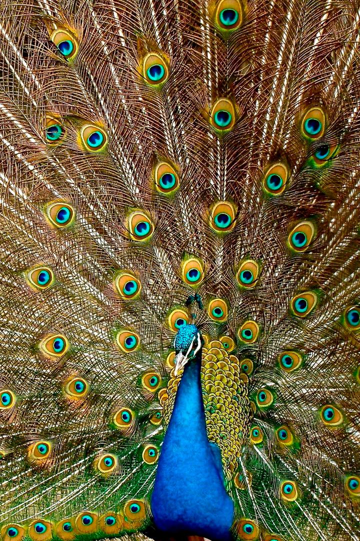 ДНК животных (dnk-zhivotnyh) Документальный сериал