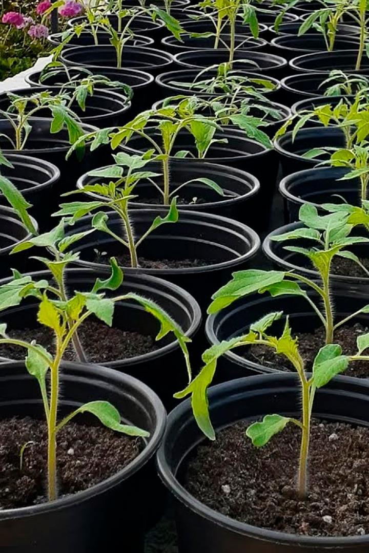 Важные правила при подкормке рассады (vazhnye-pravila-pri-podkormke-rassady) Познавательное