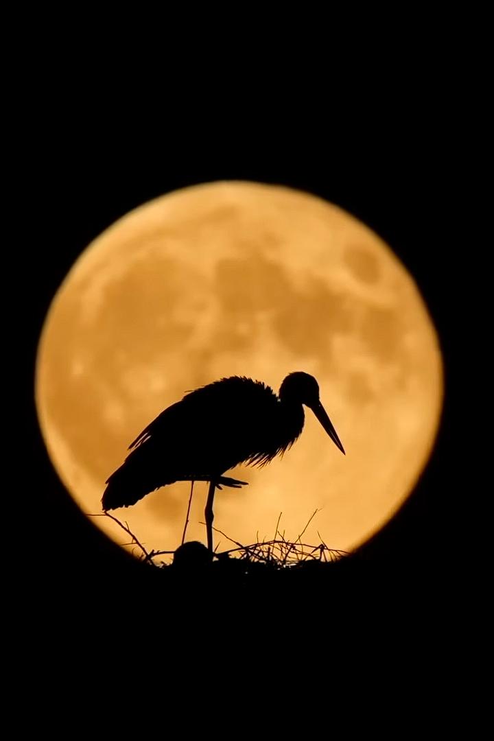 Березинский заповедник (berezinskij-zapovednik) Документальный фильм