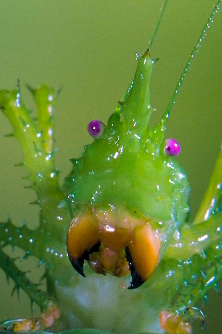 Насекомые (nasekomye) Документальный фильм