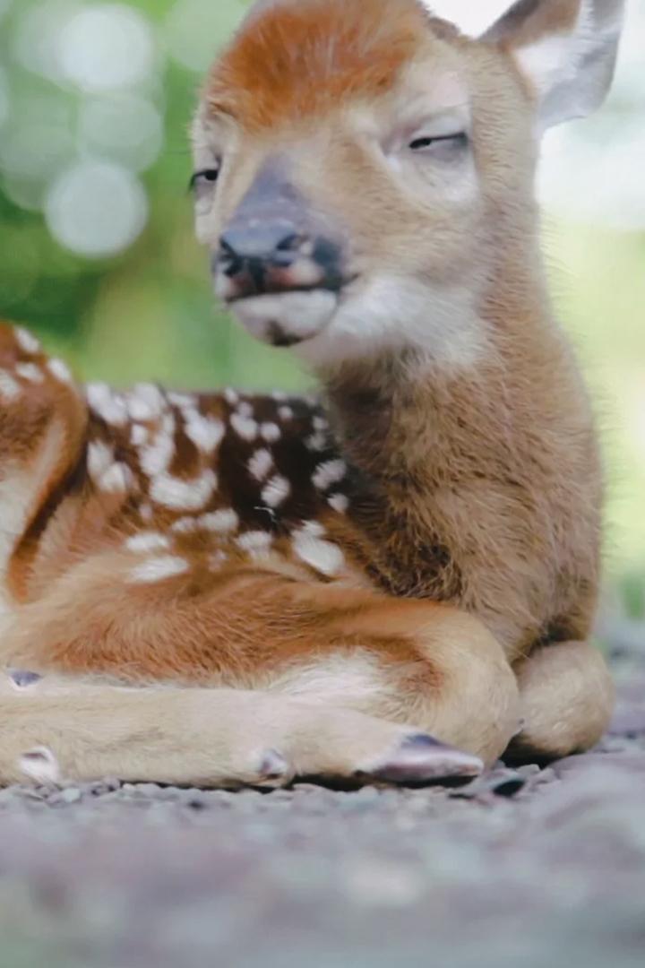 Дикие детки (dikie-detki) Документальный сериал