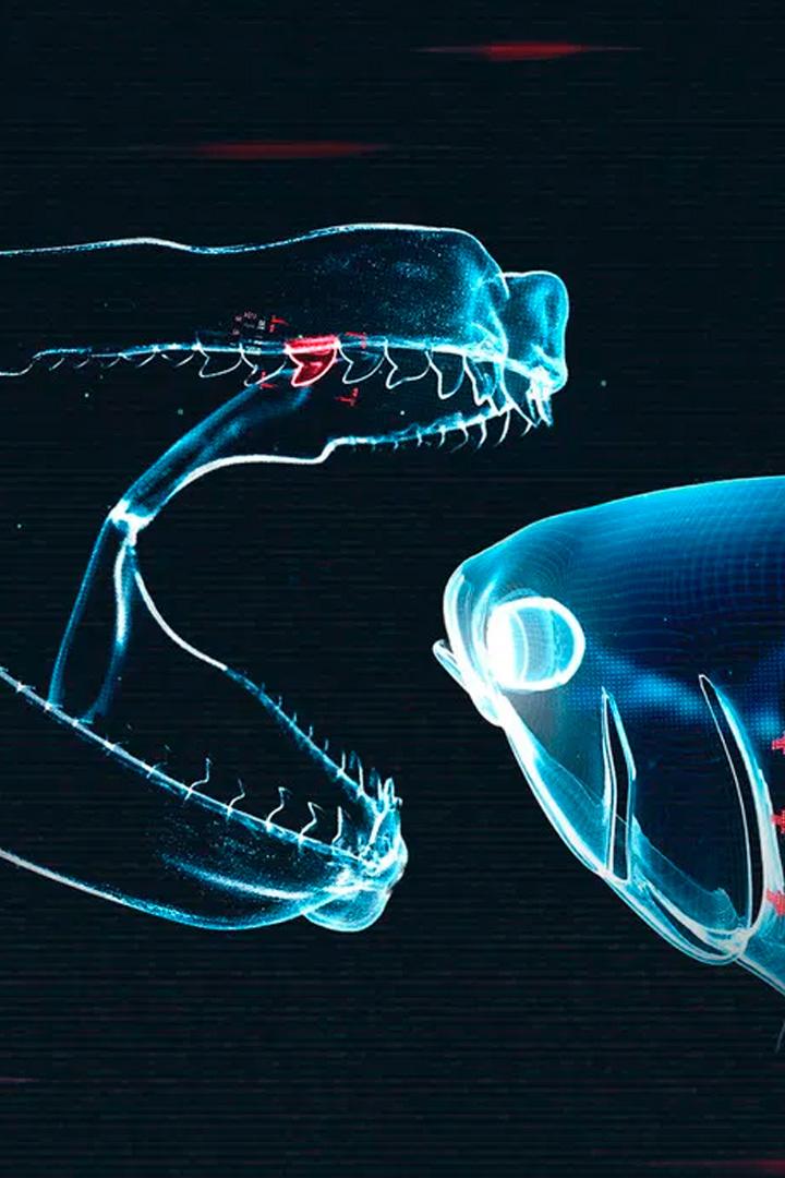 Акула против тунца (akula-protiv-tuntsa) Документальный фильм