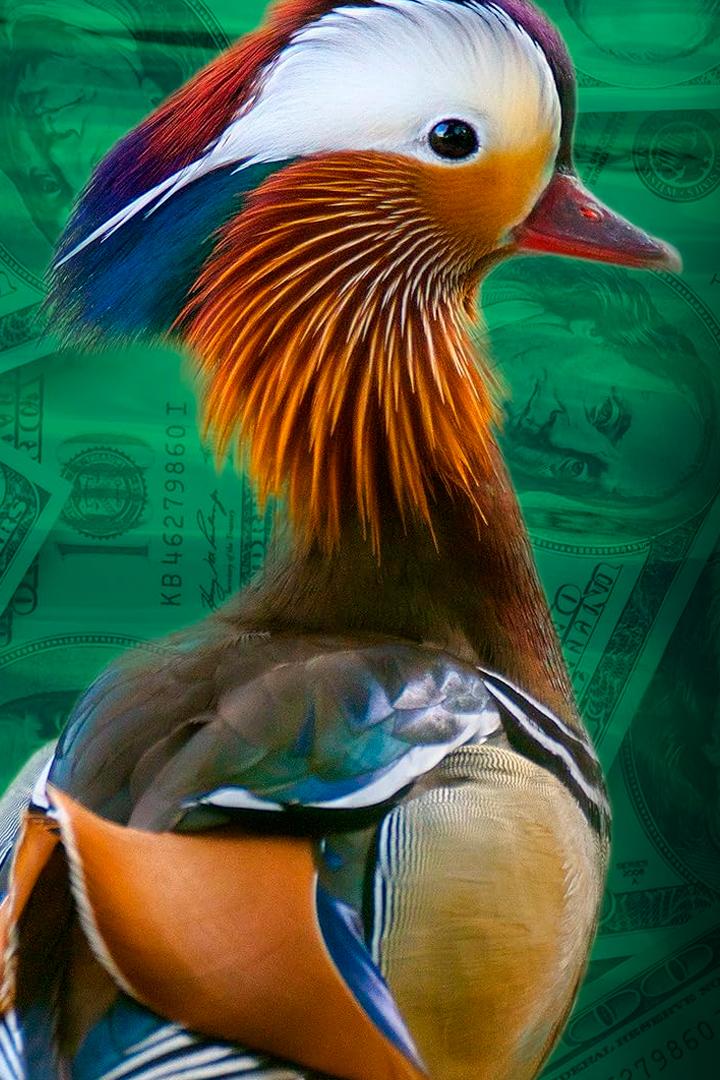 The Million Dollar Duck (the-million-dollar-duck) Документальный фильм