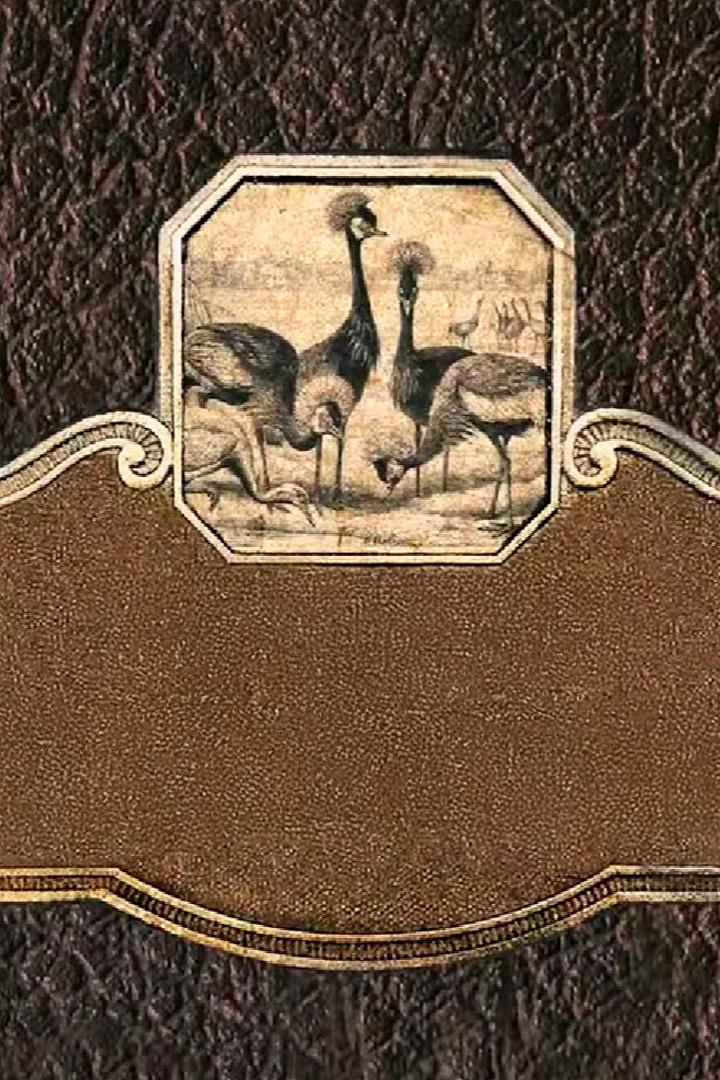 Захватывающие птицы Восточной Африки (zahvatyvajuschie-ptitsy-vostochnoj-afriki) Документальный фильм