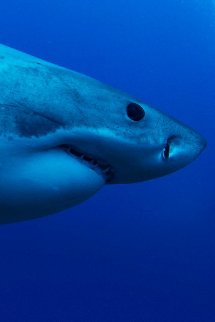 Призрак большой белой (prizrak-bolshoj-beloj) Познавательное